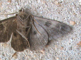 Cleora dactylata